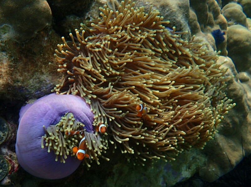 Snorkling, grotta och strömavbrott